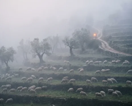 A flock of sheep scattered in fog on the hills of Judea, a single lit lantern waiting on a distant path