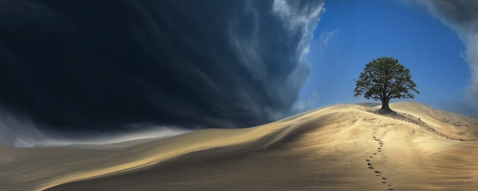 The fig of Yehudah among the desert